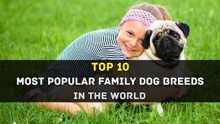Top 10 Most Popular Family Dog Breeds In The World