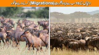 Top 10 most Amazing Animal Migrations | اعلی ترین 10 جانوروں کی حیرت انگیز حیرت انگیز منتقلی