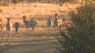 African Zebra Plainsgame Hunt. Caprivi at its best