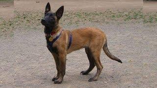 Top quality Belgium malinois puppies for sale