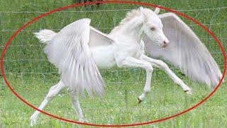 10 Mythical Creatures Caught on Camera Spotted in Real Life