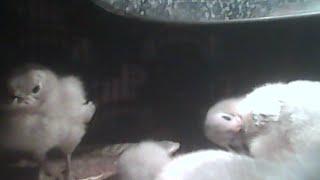 Lavender Self Blue Ameraucana Chicks Streaming Live