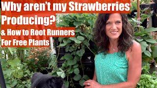 Why Aren’t My Strawberries Producing? & How to Root Strawberry Runners for Free Plants 