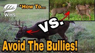 Creating Deer Habitat To Fight Bully Bucks