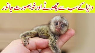 Top 10 Smallest Animals in the world Complete Information in Urdu Top Ten Smallest Animals in Urdu