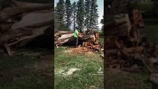 Top priority tree service big tree