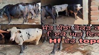 7#top#ਮੱਝਾ#ਿੱੲਕ#caw#ਤੋਕੜ#ਗੱਬਣ (Date=1-10-2020)