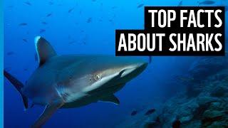 Top ten facts about sharks | WWF