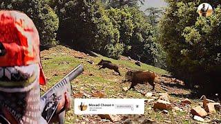 Best Wild Boar Hunting 2021 | Chasse Au Sanglier 2021 |  صيد الخنزير البري بالكلاب