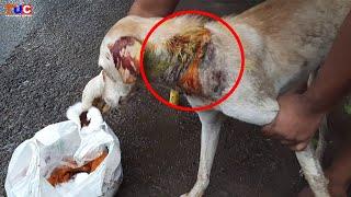 I Found This Injured Street Dog And Did This!! | TUC