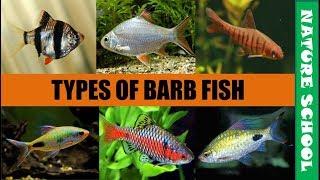 Top 10 types of barb fishes with price list in india