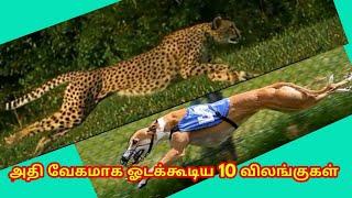 Top 10 fastest land animals in the word/Thagaval uthayam