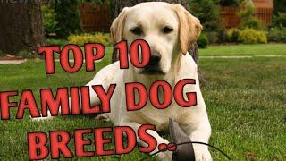 TOP 10 FAMILY DOG BREADS IN GUWAHATI...]