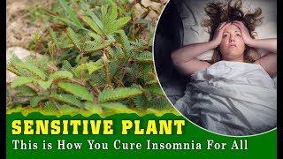 Want Better Sleep? Try Sleeping Like Our Ancestors! | TOP 10 Indian Herbs