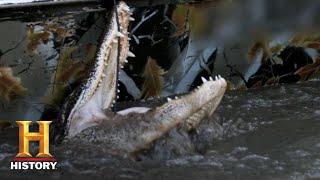 Swamp People: HUNTING DOWN A GIANT CANNIBAL GATOR (Season 11) | History