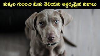 Top 10 Interesting Facts About Dogs | Unknown Facts Telugu