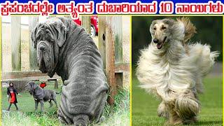 Top 10 Costliest Dogs in the World #Top10AmazingfactsinKannada | True Kannada Tv Facts