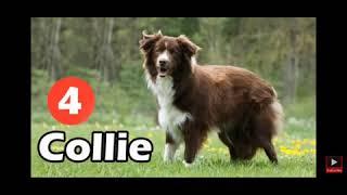 Top 10 family dog