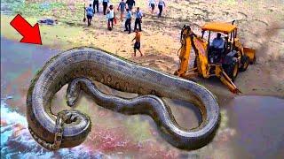 TOP 10 MOST DANGEROUS ANIMALS ON EARTH NUMBER 1 WILL SHOCK YOU!!