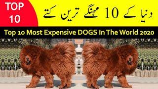 Top 10 Most Expensive Dog Breeds in the World 2020 | Tamasha TV