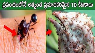 Top 10 Most Dangerous Insects In The World I Remix King Telugu