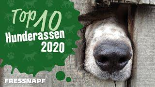 Top 10 Hunderassen (2020) - Die beliebtesten Hunde der Deutschen