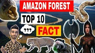 Top 10 facts about the Amazon rainforest