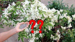 BEST Fertilizer & 3 TRICKS to Increase Flowering on Bougainvillea