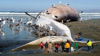 10 Strangest Things Found On The Beach