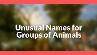 Top 10 Facts - 7 || Interesting Names Of Group Animals || Did You Know ? ||