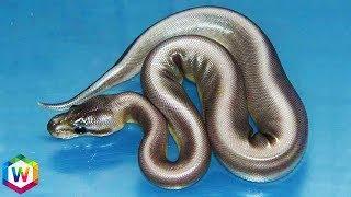 Top 10 Rarest Snakes In The World!