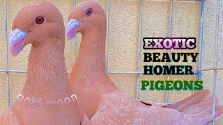 World Unique Amazing Beauty Homer Pigeons | Fancy Pigeon Farm | 10 Different Type Of Fancy Pigeon