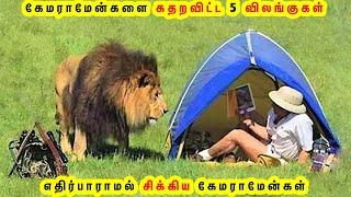 கேமராமேன்களை கதறவிட்ட 5 விலங்குகள் | 5 Wild Animals Surprised Photographer Tamil Galatta News GK FOX