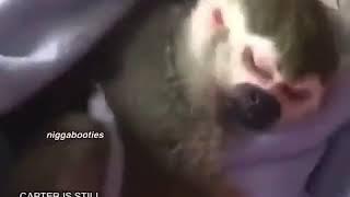 top 10 monkey vibes (you won't believe number 3)