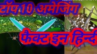 Amazing top 10  fact mosquito in Hindi