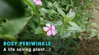 Have You Heard of the Healing Powers of Periwinkle? | TOP 10 Indian Herb