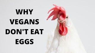 Why Vegans Don't Eat Eggs 