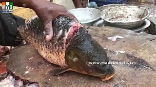 Live Bengal Crop Fish Cutting and Gold Fish Cutting | Fish Cutting Skills