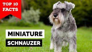 Miniature Schauzer - Top 10 Facts