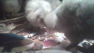 Lavender Self Blue Ameraucana Chicks Streaming Live