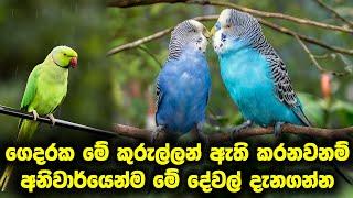 ගෙදරක මේ කුරුල්ලන් ඇති කරනවනම් අනිවාර්යෙන්ම මේ දේවල් දැනගන්න  | Top 7  Most Popular Pet Birds