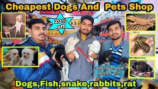 Cheapest dogs pet shop in gorakhpur || Best pets market in Gorakhpur 