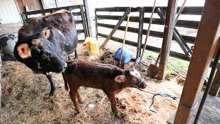 How We Tricked Our Stubborn Cow into the Stanchion (Twice)