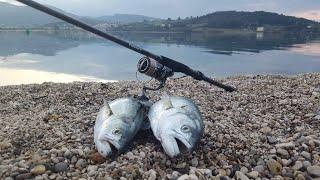 Bluefish Spinning on Top Water Lure Angry Gar