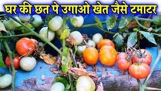 How to Grow Tomato Plants From Tomato || गमले में कैसे उगाये खेत जैसा टमाटर का पौधा घर के टमाटर से