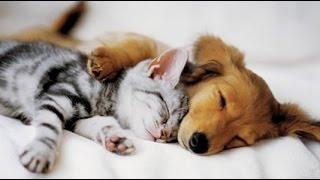 Top 10 Cats and Dogs best friends