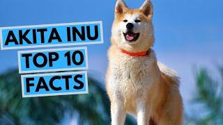 Akita Inu - TOP 10 Interesting Facts