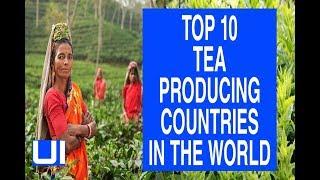 Top 10 Tea Producing Countries In The world |United Information