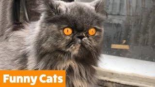 Funniest Unusual Cats | Funny Pet Videos