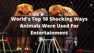 World's Top 10 Shocking Ways Animals Were Used For Entertainment